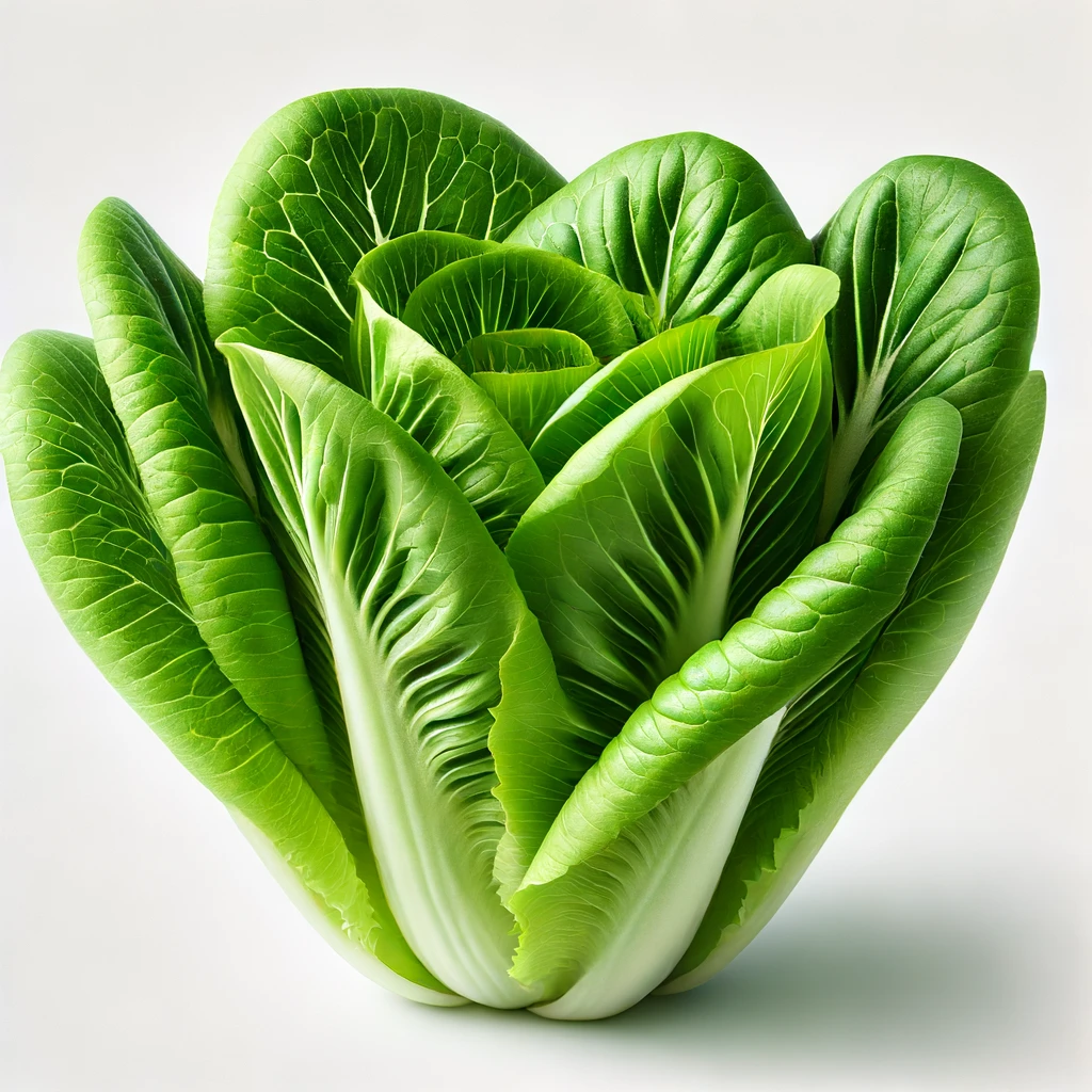 Romaine Lettuce nutritients, calories, protein, fat, carbohydrates